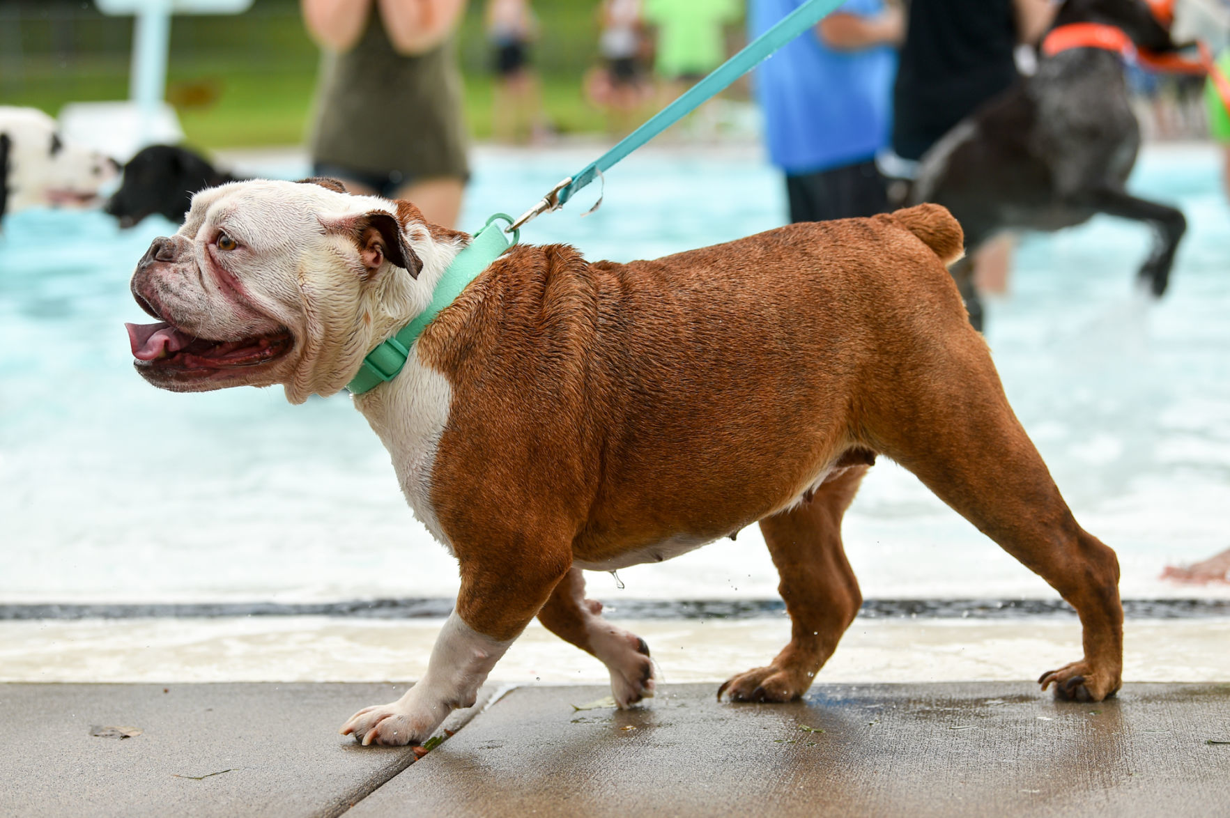 081919-mda-nws-furfriends-036a.JPG